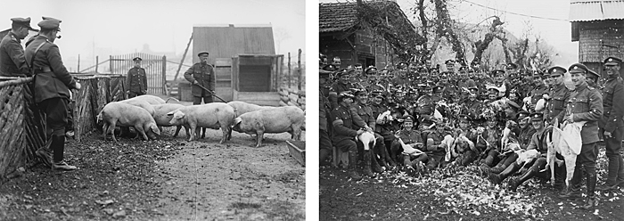 Doklady o chovu prasat a drůbeže (škubání krůt) ve vojenském táboru Étaples