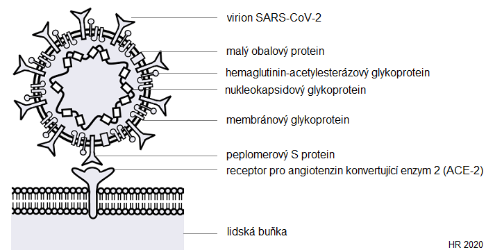 Interakce virionu SARS-CoV-2 s lidskou buňkou