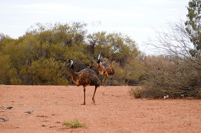 Austrálie – Rudý střed: emu