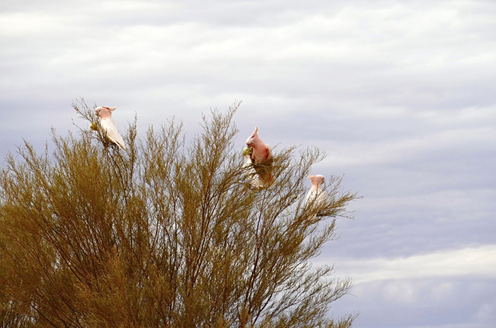 Austrálie – Rudý střed: papoušci kakadu