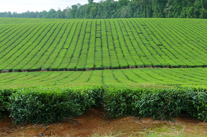 Austrálie: čajové plantáže