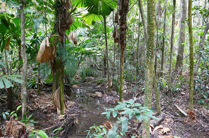 Austrálie: deštné pralesy Queenslandu