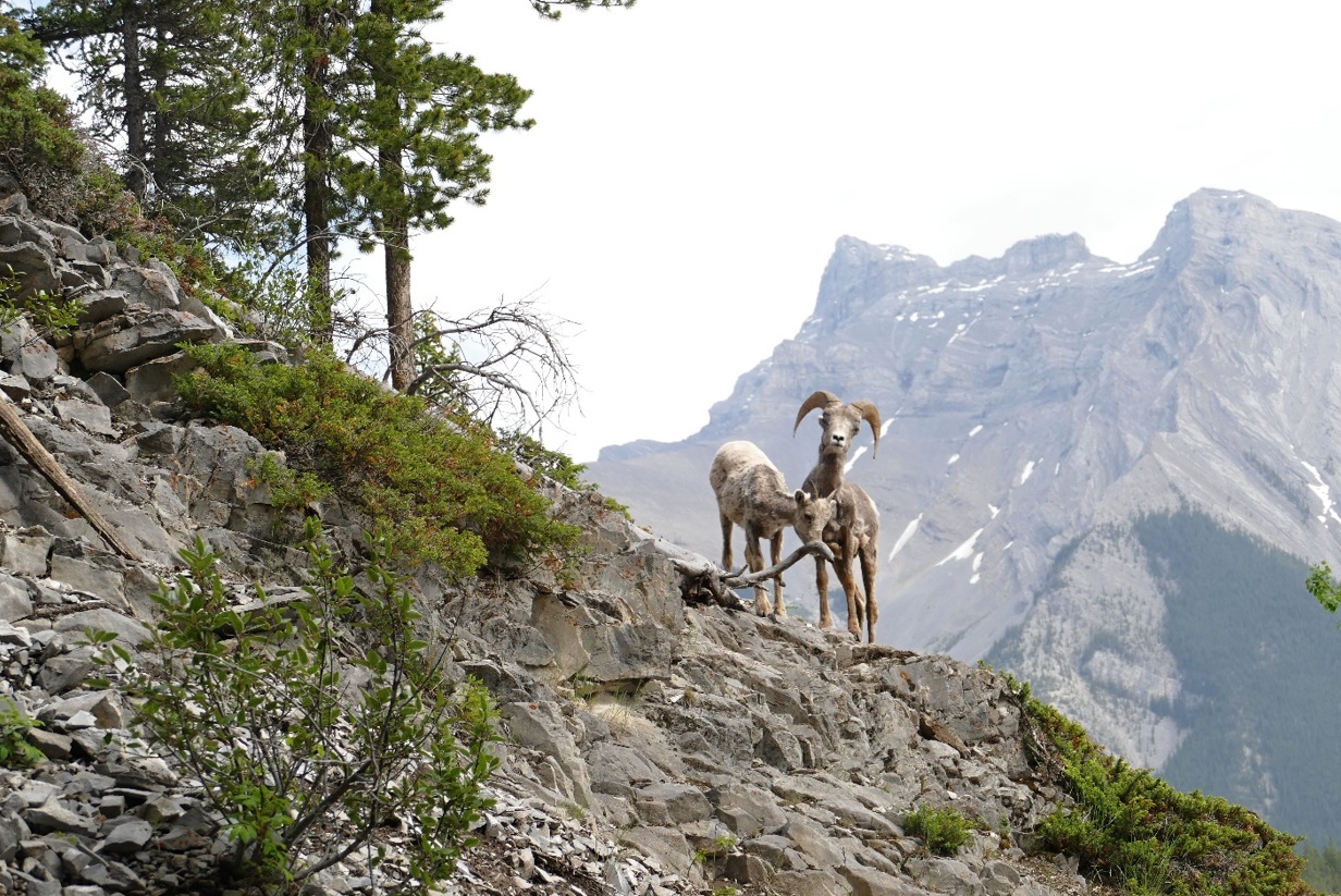 Národní park Banff: ovce tlustorohá
