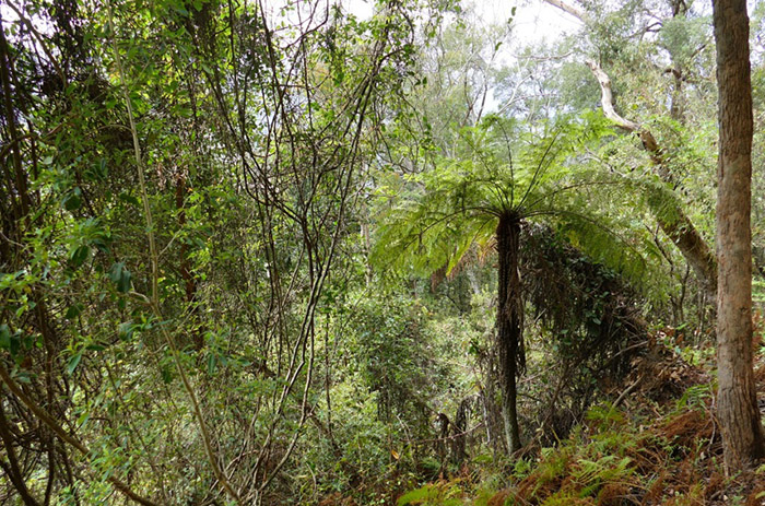 Austrálie: deštný prales v Blue Mountains