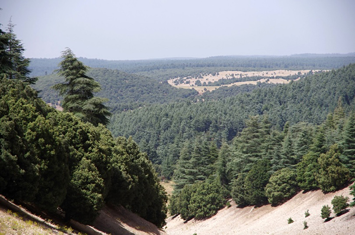 Maroko: cedrové lesy