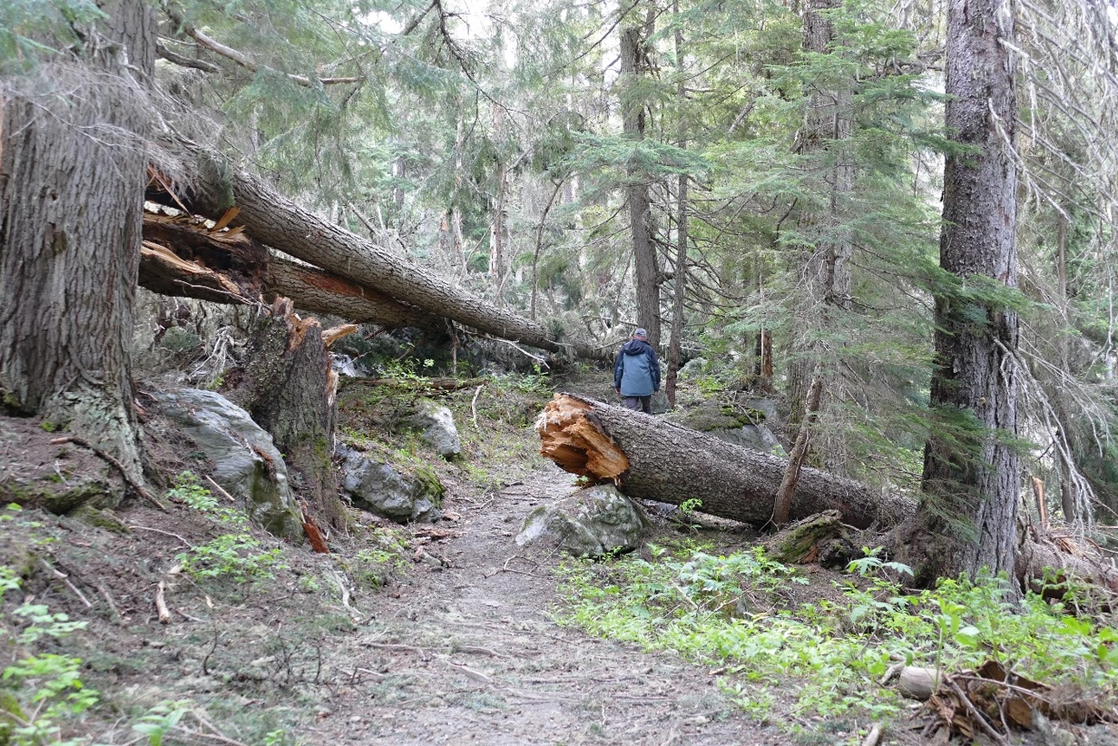 NP Glacier, Sir Donald trail