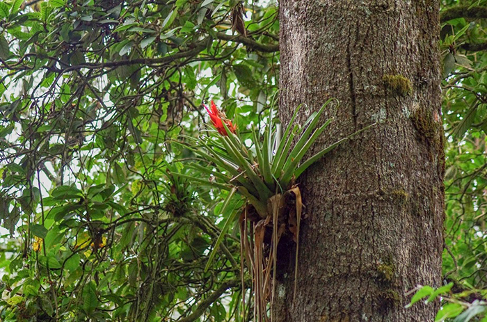 Bromélie v rezervaci Huitepec