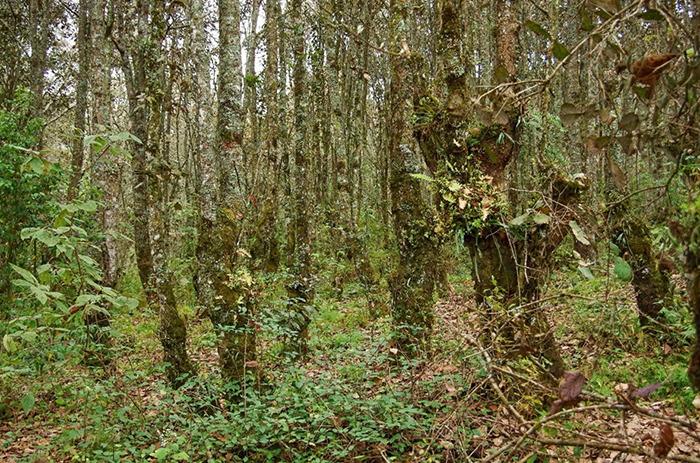 Prales v broméliové rezervaci Huitepec
