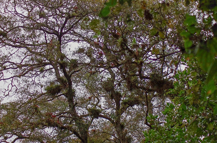 Bromélie v rezervaci Huitepec