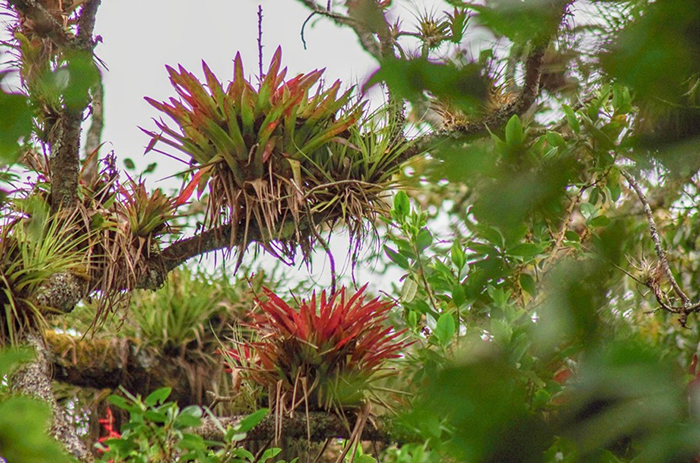 Bromélie v rezervaci Huitepec