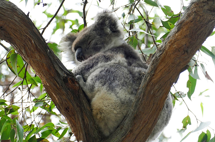 Austrálie – jih státu Victorie: koala NP Otaway