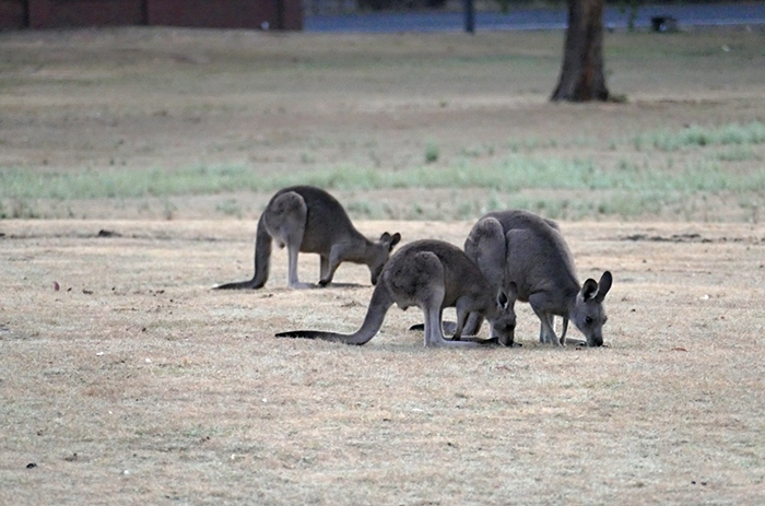 Austrálie – jih státu Victorie: NP Grampians – klokani na pastvě při východu slunce