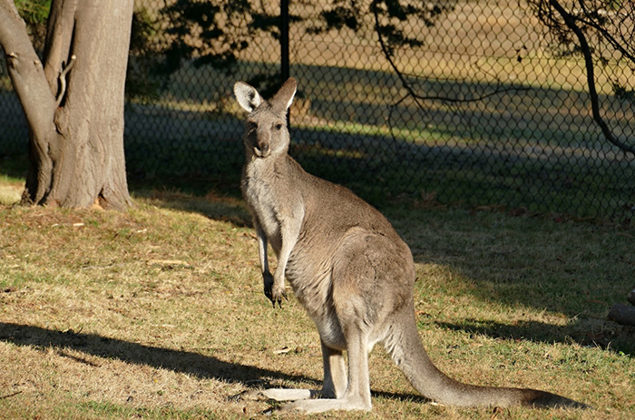 Austrálie – jih státu Victorie: NP Grampians – klokani na pastvě