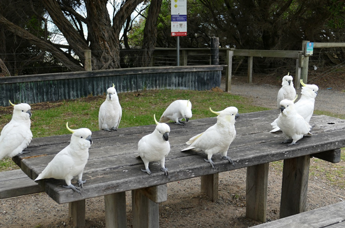 Austrálie – Lorne: papoušci kakadu