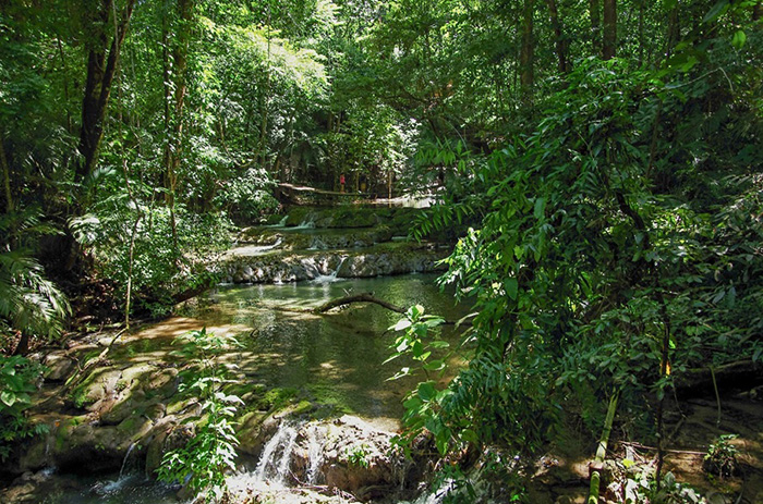 Palenque: džungle v okolí zřícenin
