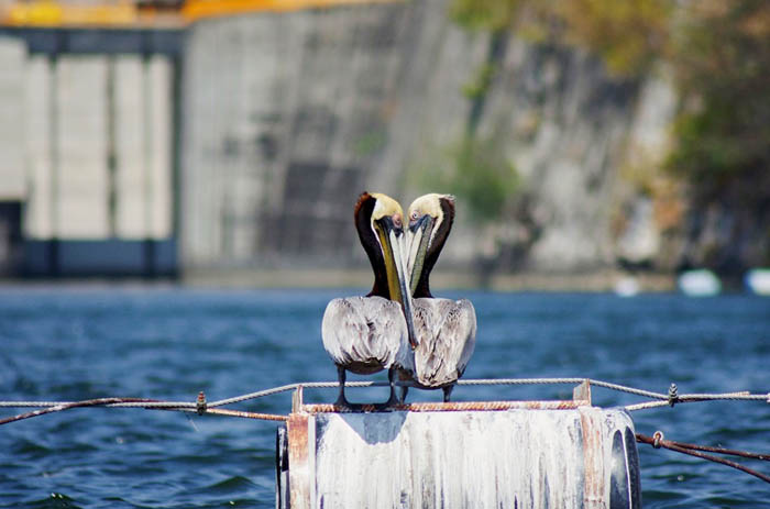 Mexiko: kaňon Sumidero - pelikáni