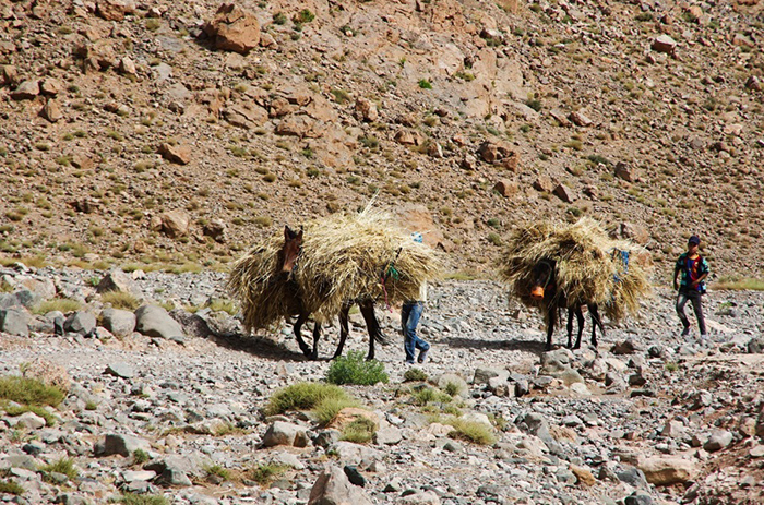 Maroko: mula nebo mezek – nejužívanější dopravní prostředek v horách