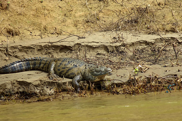 Krokodýl na řece Usumacinta