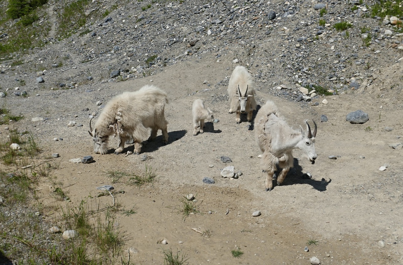 Údolí Vermilion River, horské kozy (divoké)