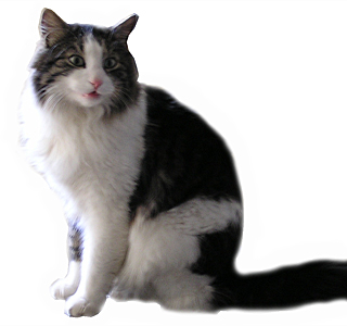Doporučený postup pro diagnostiku a léčbu toxoplasmózy