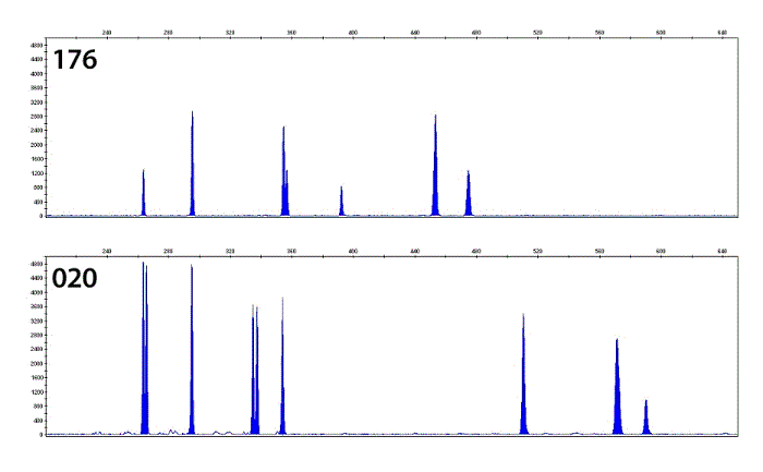 Příklad rozdílnosti elektroforeogramů C. difficile ribotyp 176 a 020